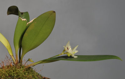 Bulbophyllum aemulum.