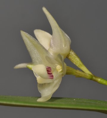 Bulbophyllum aemulum. Close-up.