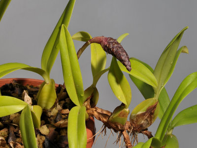 Bulbophyllum coriophorum.