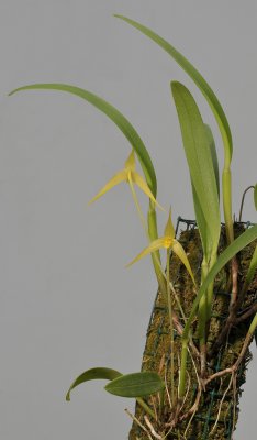 Bulbophyllum leptobulbon.