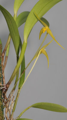 Bulbophyllum leptobulbon.