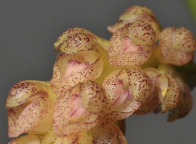 Bulbophyllum lilacinum. aff. Close-up.