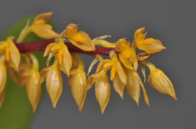 Bulbophyllum rufinum. (B. macrocoleum). Closer.