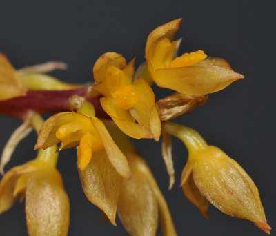 Bulbophyllum rufinum. (B. macrocoleum). Close-up.