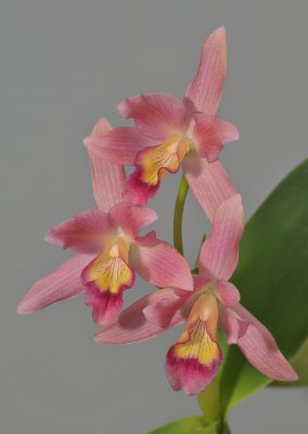 Guarianthe x guatemalensis.