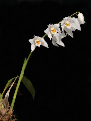 Coelogyne mooreana.