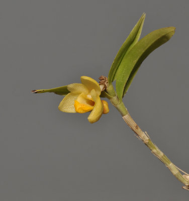 Dendrobium cymbulipes. Closer.