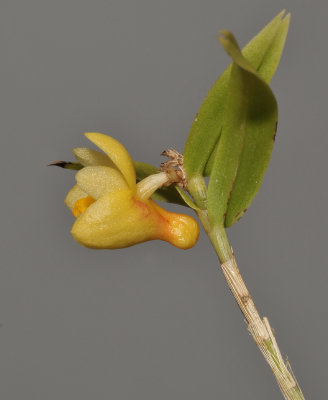 Dendrobium cymbulipes. Closer side.