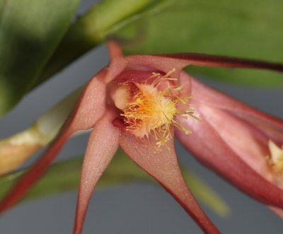 Dendrobium sp. sect. Gastridium. Close-up.