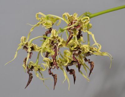 Dendrobium spectabile.