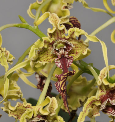 Dendrobium spectabile. Close-up.