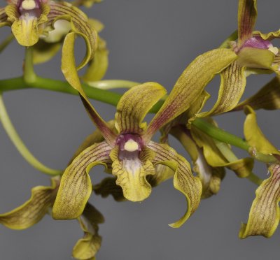 Dendrobium sylvanum. Close-up.