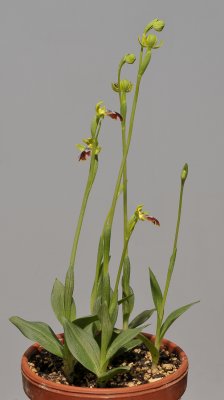 Ophrys fusca subsp. fusca. (O. leucadica.)