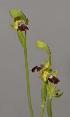 Ophrys fusca subsp. fusca. (O. leucadica). Closer.