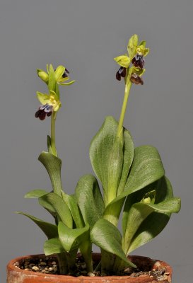 Ophrys fusca subsp. fusca. (O. mesaritica).