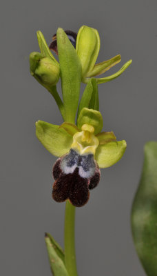 Ophrys fusca subsp. fusca. (O. mesaritica). Closer.