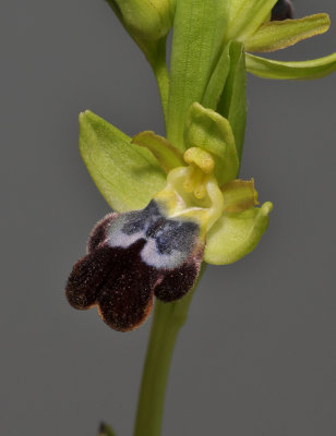 Ophrys fusca subsp. fusca. (O. mesaritica). Close-up.