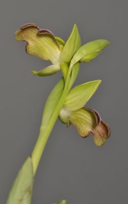 Ophrys fusca subsp. fusca. (O. mesaritica). Underside of the lips.