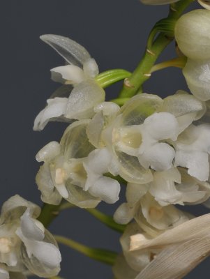 Pholidota ventricosa. Close-up.
