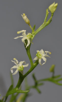 Phymatidium sp. Closer.