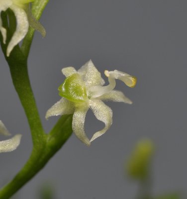 Phymatidium sp. Close-up.