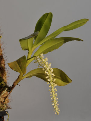 Robiquetia transversisaccata.