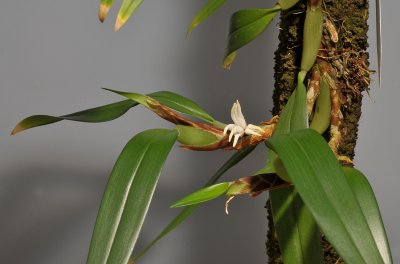 Bulbophyllum ankylorhinon.