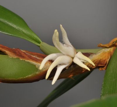Bulbophyllum ankylorhinon. Closer.