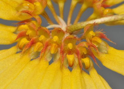Bulbophyllum makoyanum. Close-up.