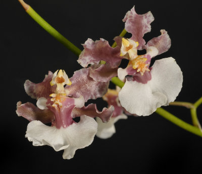 Oncidium dichromaticum. Pink form.