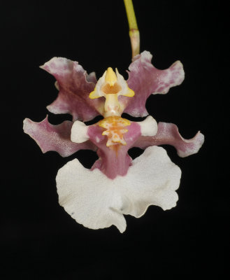 Oncidium dichromaticum. Pink form. Close-up.