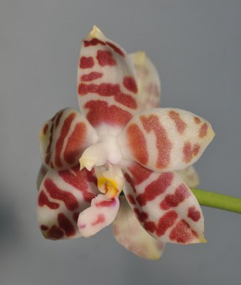 Phalaenopsis amboinensis. Close-up.