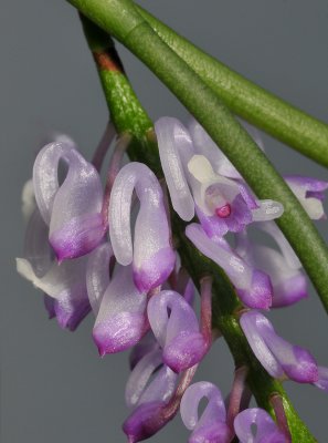 Schoenorchis juncifolia. Close-up.