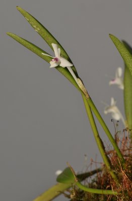 Cadetia albiflora.