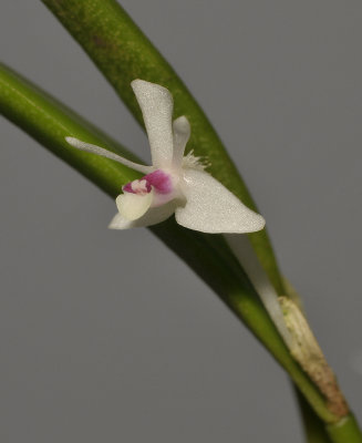Cadetia albiflora. Close-up.