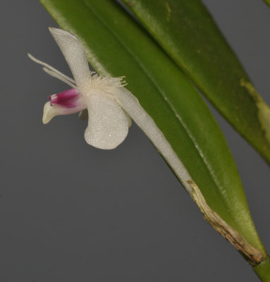 Cadetia albiflora. Close-up side.