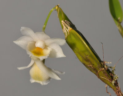 Dendrobium compressum.