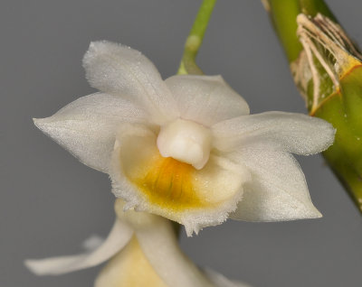 Dendrobium compressum. Close-up.