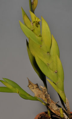 Dendrobium keithii.