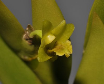 Dendrobium kifii. Close-up.