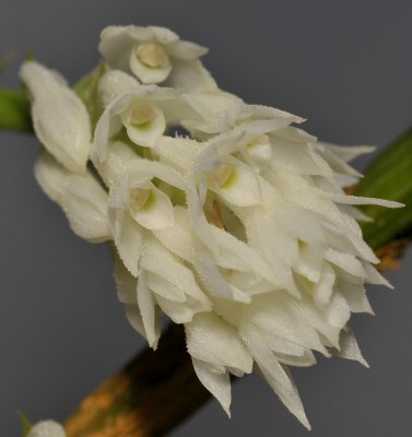 Dendrobium molle. Close-up.