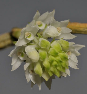 Dendrobium molle. Close-up.