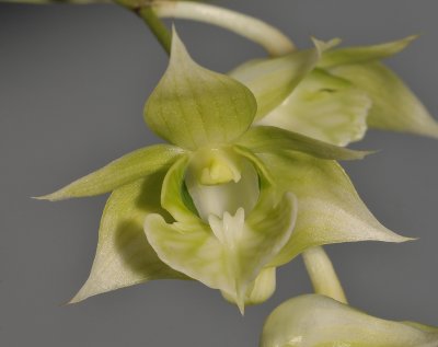 Dendrobium punamense. Close-up.