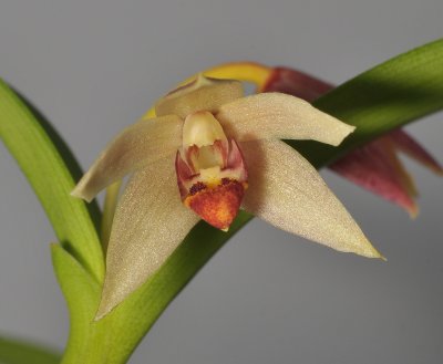 Epigeneium sp. Close-up.