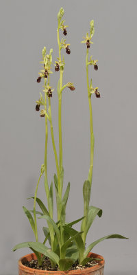 Ophrys spheghodes subsp sphegodes. (O. cephalonica).