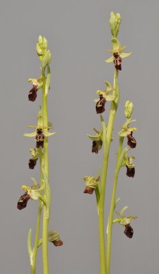 Ophrys spheghodes subsp sphegodes. (O. cephalonica). Closer.