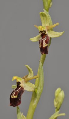 Ophrys spheghodes subsp sphegodes. (O. cephalonica). Closer.