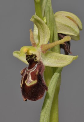 Ophrys spheghodes subsp sphegodes. (O. cephalonica). Close-up.