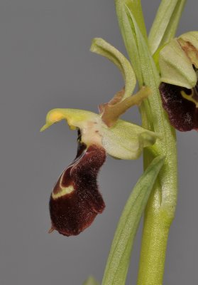 Ophrys spheghodes subsp sphegodes. (O. cephalonica). Close-up side.jpg