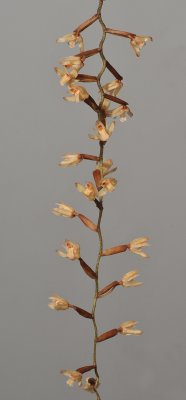 Coelogyne genuflexa.